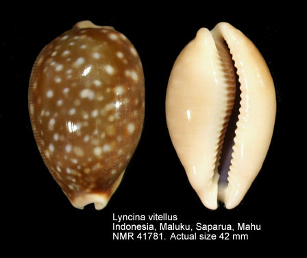 Lyncina vitellus (2).jpg - Lyncina vitellus(Linnaeus,1758)